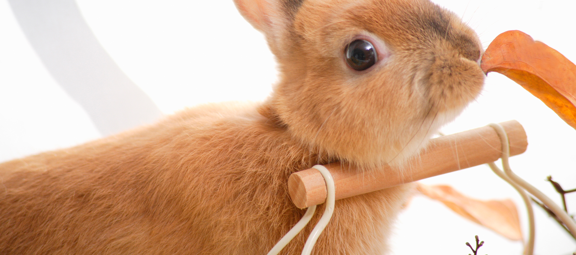 ひので動物クリニック